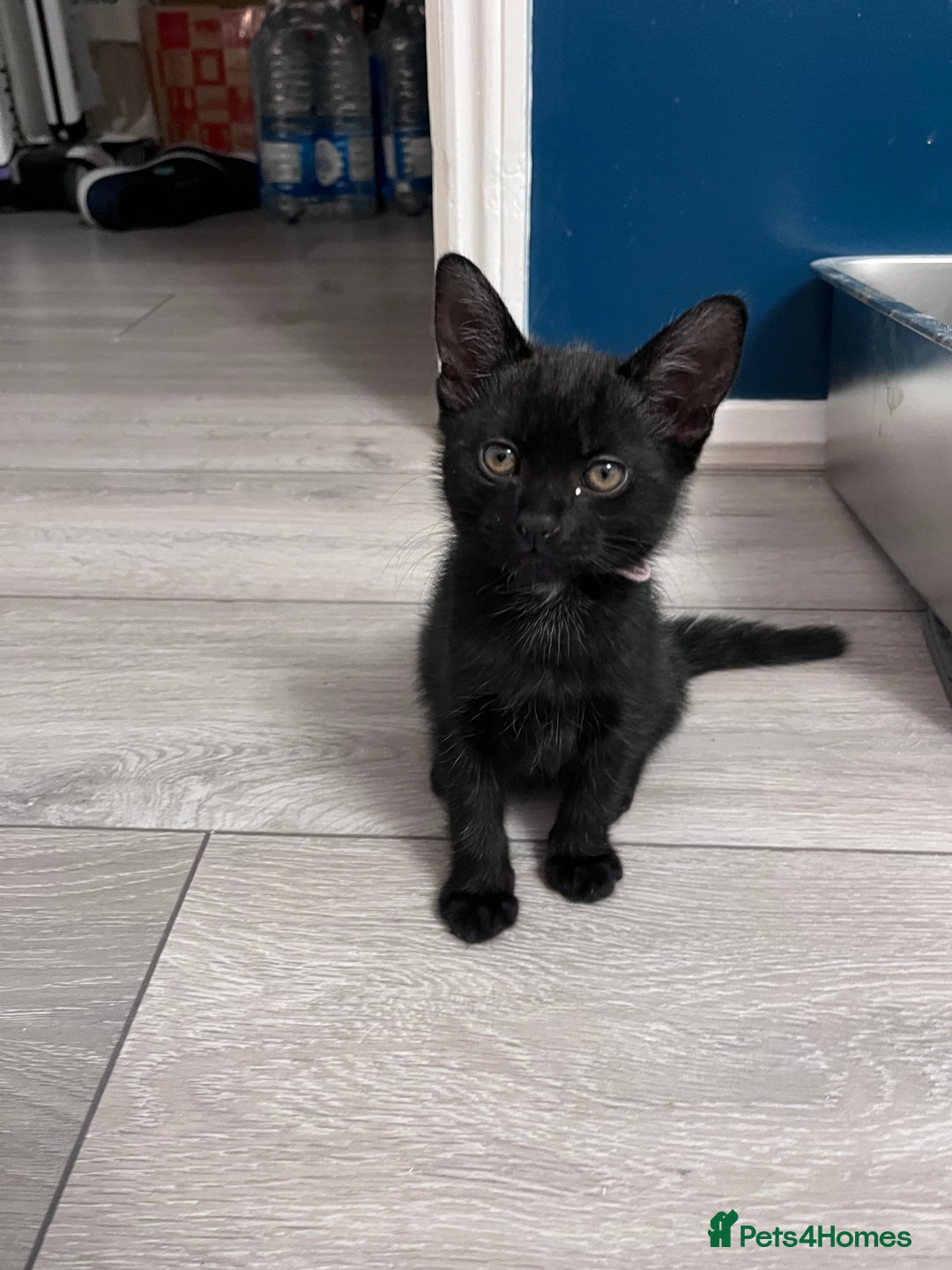 Mixed Breed cats for sale: 2 kittens looking for their fur-ever families  - Image 1