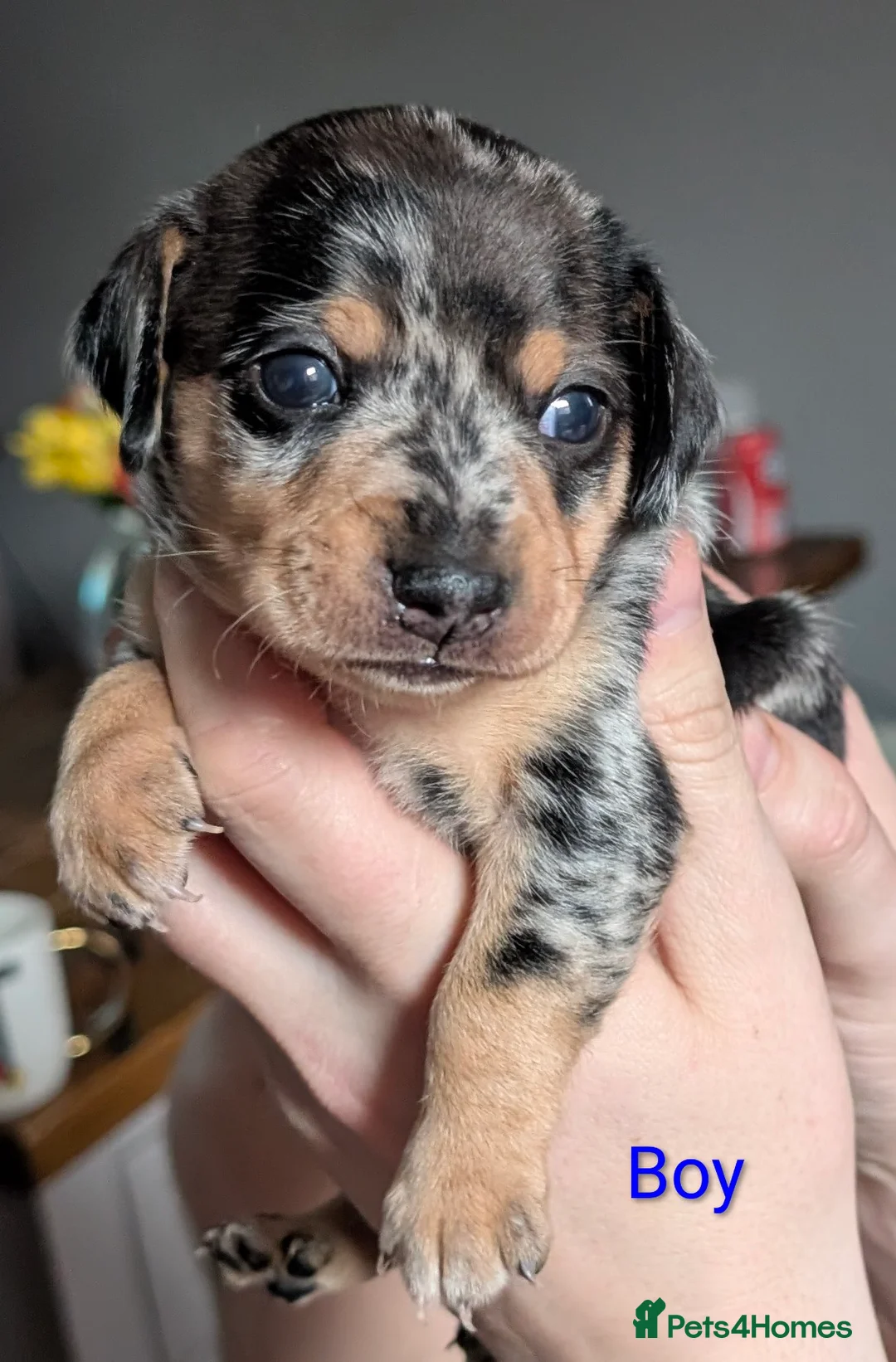 Chiweenie dogs for sale: 4 gorgeous chiweenie puppies ready in 5 weeks  - Advert 11
