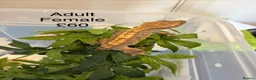 Gecko reptiles for sale: Crested Geckos various  in Burgess Hill - Advert 2