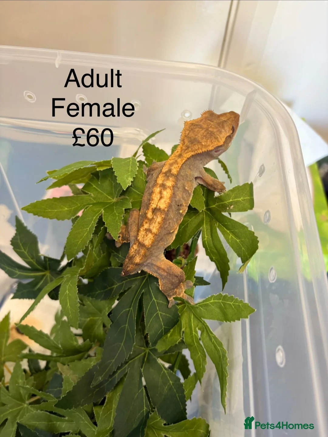 Gecko reptiles for sale: Crested Geckos various  in Burgess Hill - Advert 2