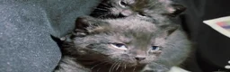 Bombay cats for sale: Adorable Black Kittens – Ready Now 🐾 in Cardiff - Advert 9