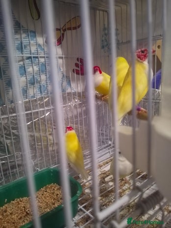 Finches birds - Advert 1