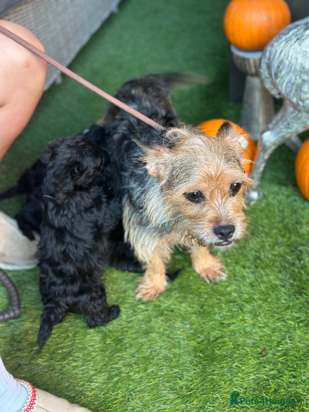 Yorkiepoo dogs for sale: Yorkiepoo Puppys - Advert 1