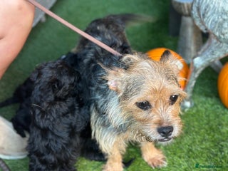 Yorkiepoo dogs Yorkiepoo Puppys - Advert 10