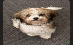 Shih Tzu dogs for sale: Beautiful shit tzu puppies - Image 2