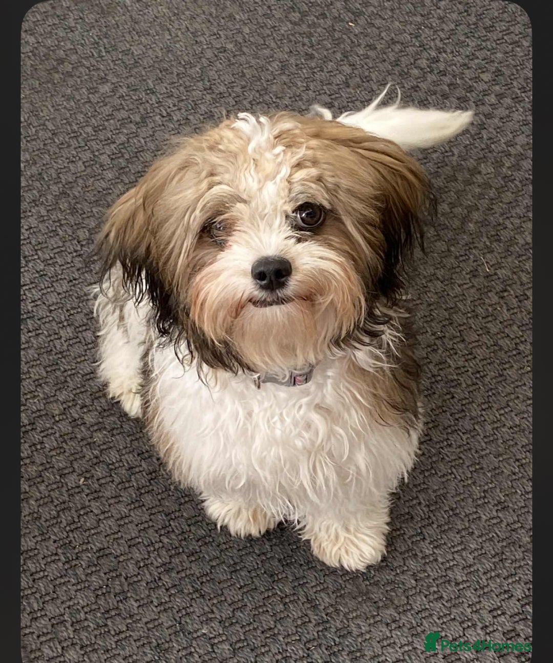 Shih Tzu dogs for sale: Beautiful shit tzu puppies - Image 2