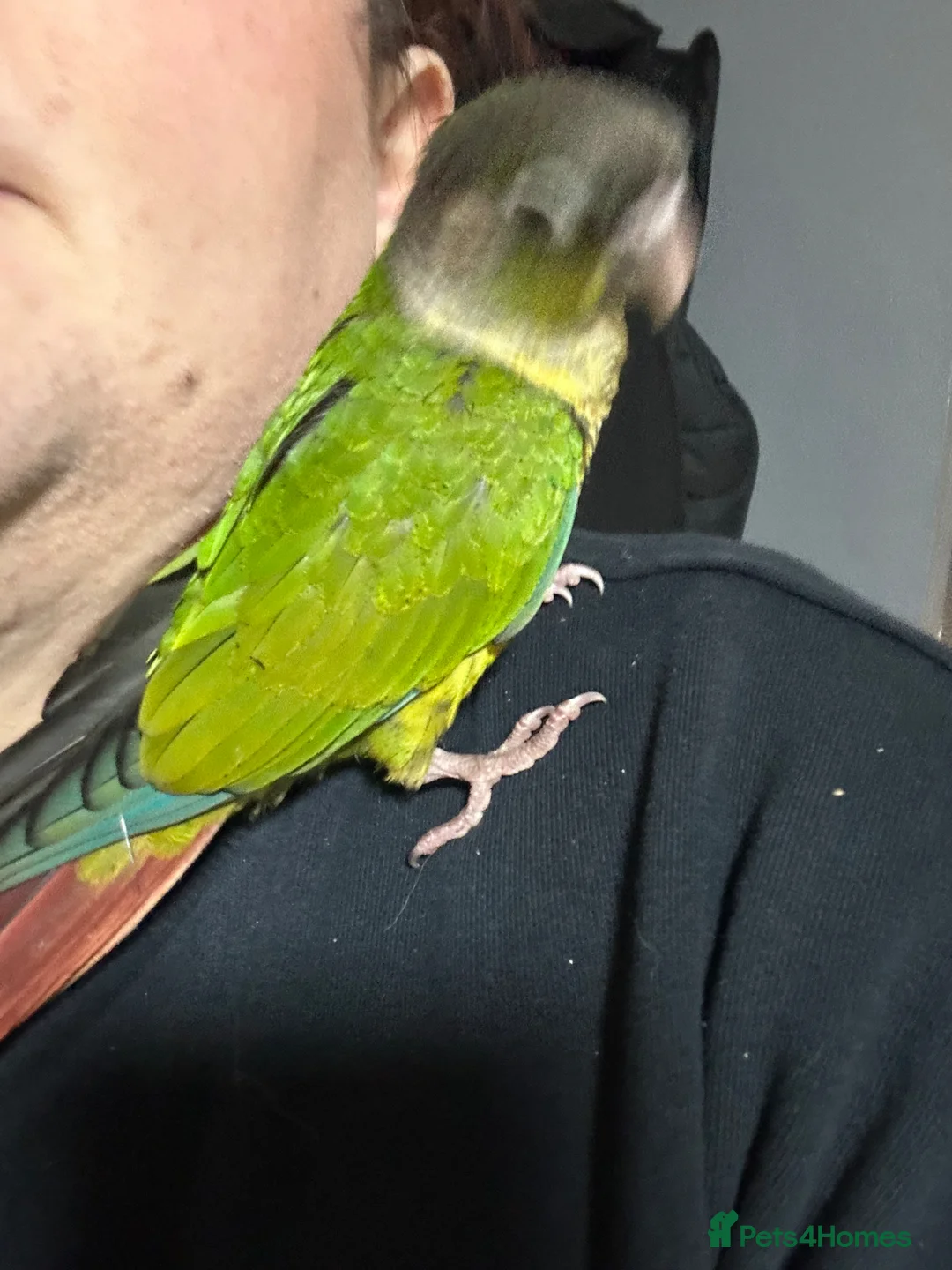 Conures birds for sale: Beautiful pair of conures for sale - Advert 6