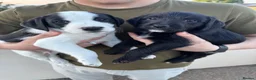 Mixed Breed dogs for sale: Labrador X Whippet Lurcher Puppies 🐶 - Advert 1