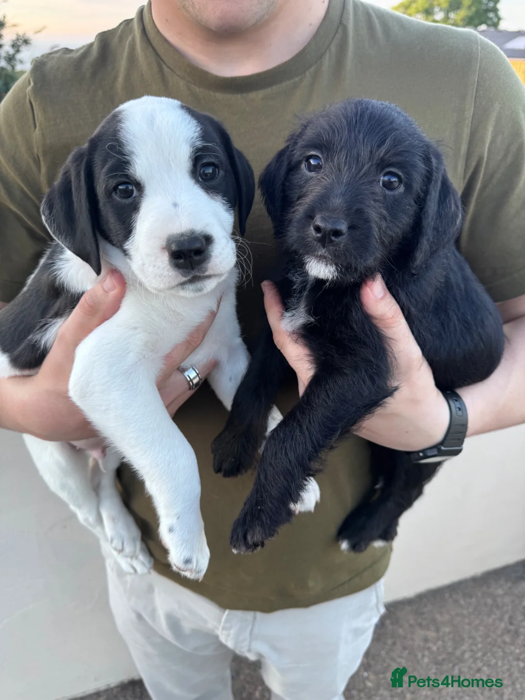 Mixed Breed dogs for sale: Labrador X Whippet Lurcher Puppies 🐶 - Advert 1