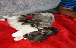 European cats for sale: two long hair kittens - Image 7