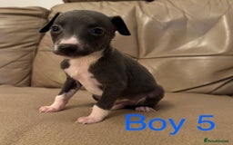 Whippet dogs for sale: Beautiful KC Whippet puppies  - Advert 9