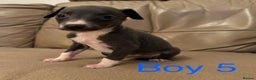 Whippet dogs for sale: Beautiful KC Whippet puppies  - Advert 9