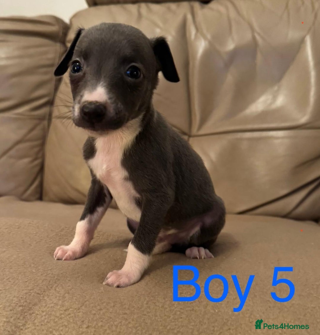 Whippet dogs for sale: Beautiful KC Whippet puppies  - Advert 9
