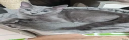 Russian Blue cats for sale: Beautiful Russian Blue Kittens  - Advert 3