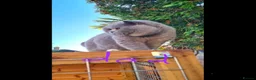 British Shorthair cats for sale: Beautiful British shorthair kittens in Coventry - Advert 7