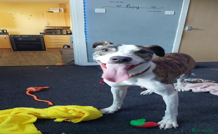 Mixed Breed dogs - Advert 7
