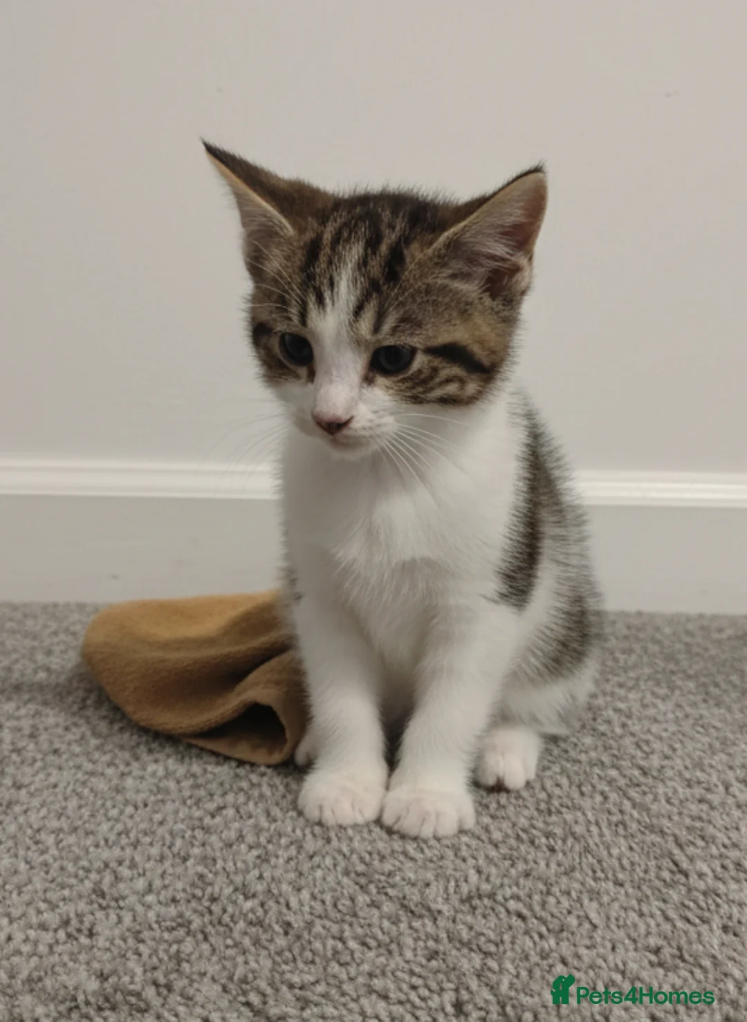 Mixed Breed cats for sale: Kittens for sale - Advert 1