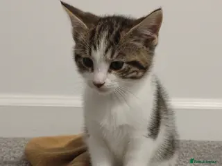 Mixed Breed cats Kittens for sale - Advert 1