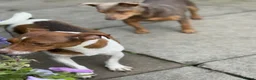 Jack Russell dogs for sale: Beautiful miniature Jack Russell puppies  - Advert 4