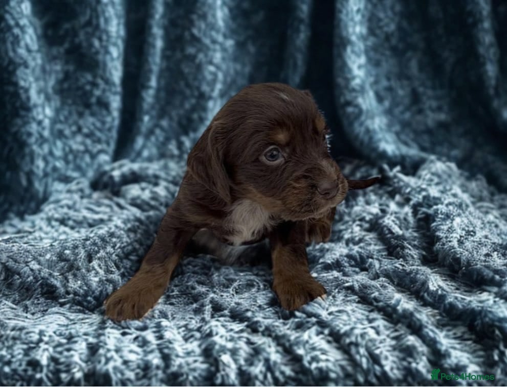 Cocker Spaniel dogs ** OUTSTANDING COCKER SPANIEL PUPS ** - Advert 16
