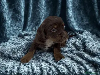 Cocker Spaniel dogs ** OUTSTANDING COCKER SPANIEL PUPS ** - Advert 16