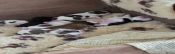 Shih Tzu dogs for sale: Imperial Shih Tzu Pups For Sale - Advert 9