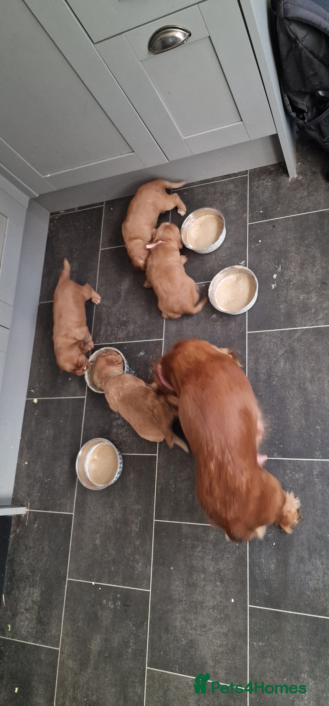 Cocker Spaniel dogs for sale: Cocker spaniel puppies - Image 11
