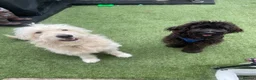 Goldendoodle dogs for stud: Proven F1 Goldendoodle for Stud in Penzance - Advert 19