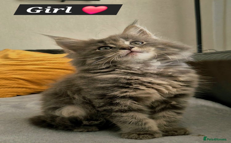 Maine Coon cats - Advert 12