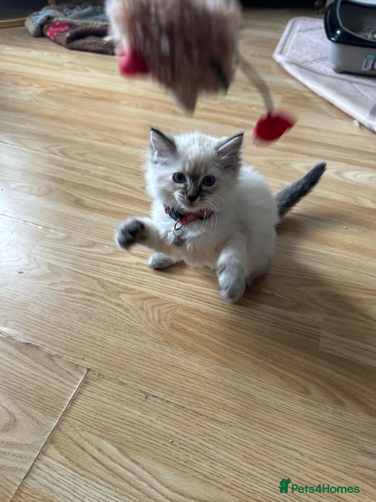 Ragdoll cats Beautiful Ragdoll kittens LAST ONE !!!! - Advert 1