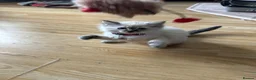 Ragdoll cats for sale: LAST PRICE 500£££Beautiful Ragdoll kitten - Advert 1