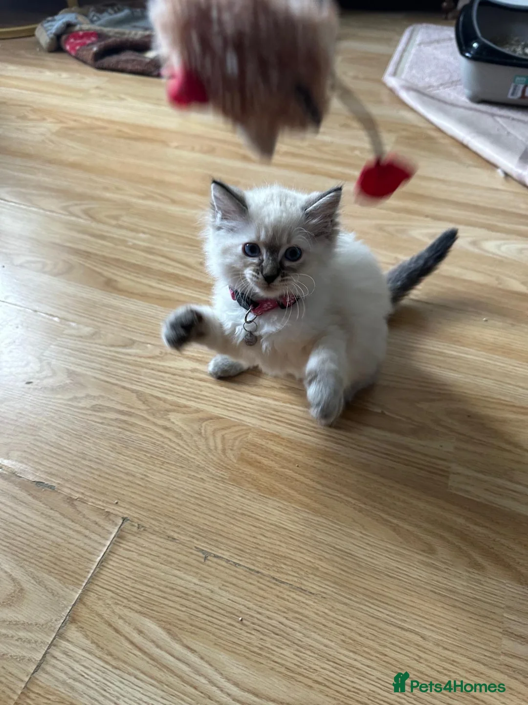 Ragdoll cats for sale: LAST PRICE 500£££Beautiful Ragdoll kitten - Advert 1