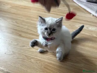 Ragdoll cats Beautiful Ragdoll kittens LAST ONE !!!! - Advert 1