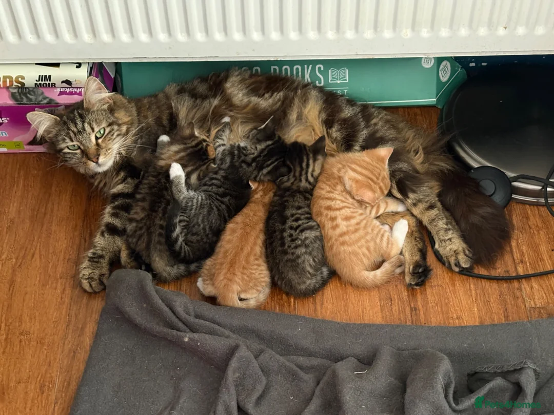 Mixed Breed cats for sale: 5 beautiful kittens  - Advert 15