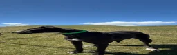Lurcher dogs for sale: Bull greyhound deerhound greyhound Female  - Advert 3