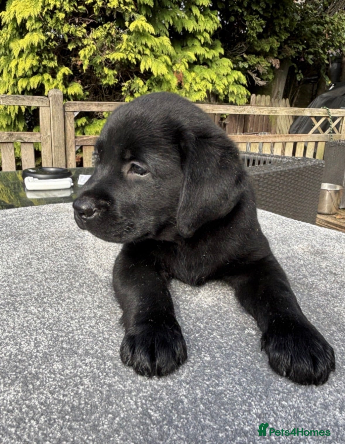 Labrador Retriever dogs Stunning Black & Yellow Show Pups - Advert 2