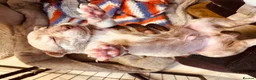 Mixed Breed dogs for sale: Staffy mix puppies looking forever homes  in Greenford - Advert 2