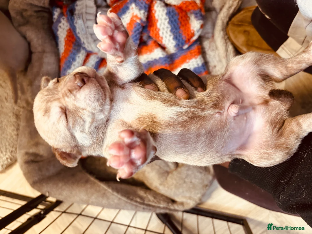 Mixed Breed dogs for sale: Staffy mix puppies looking forever homes  in Greenford - Advert 2