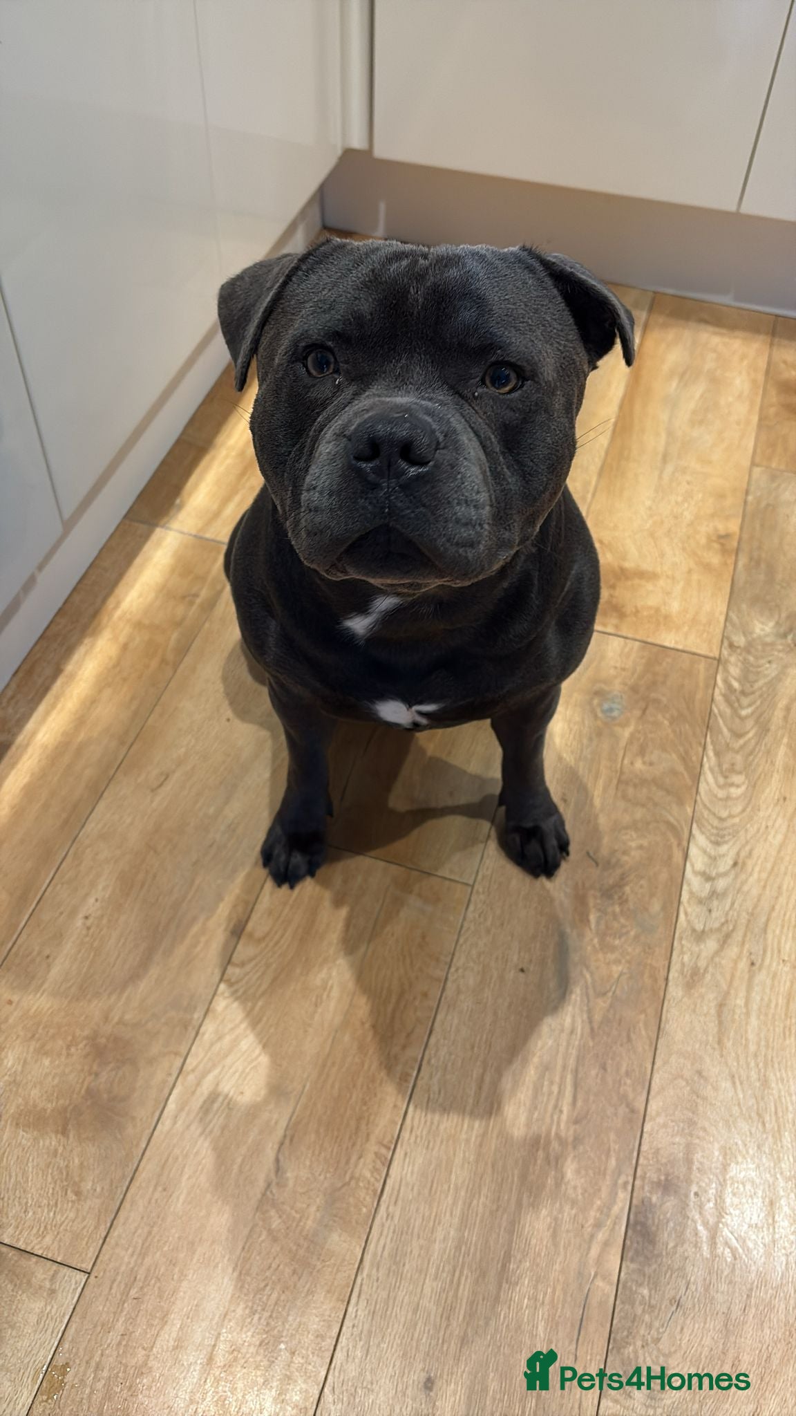 Staffordshire Bull Terrier dogs for stud: Blue Staffordshire Bull Terrier for Stud in Dundee - Advert 9