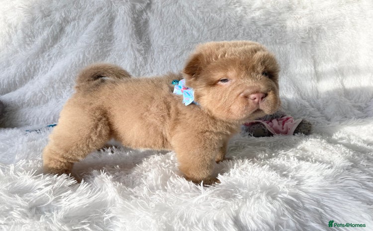 Shar Pei dogs - Advert 5