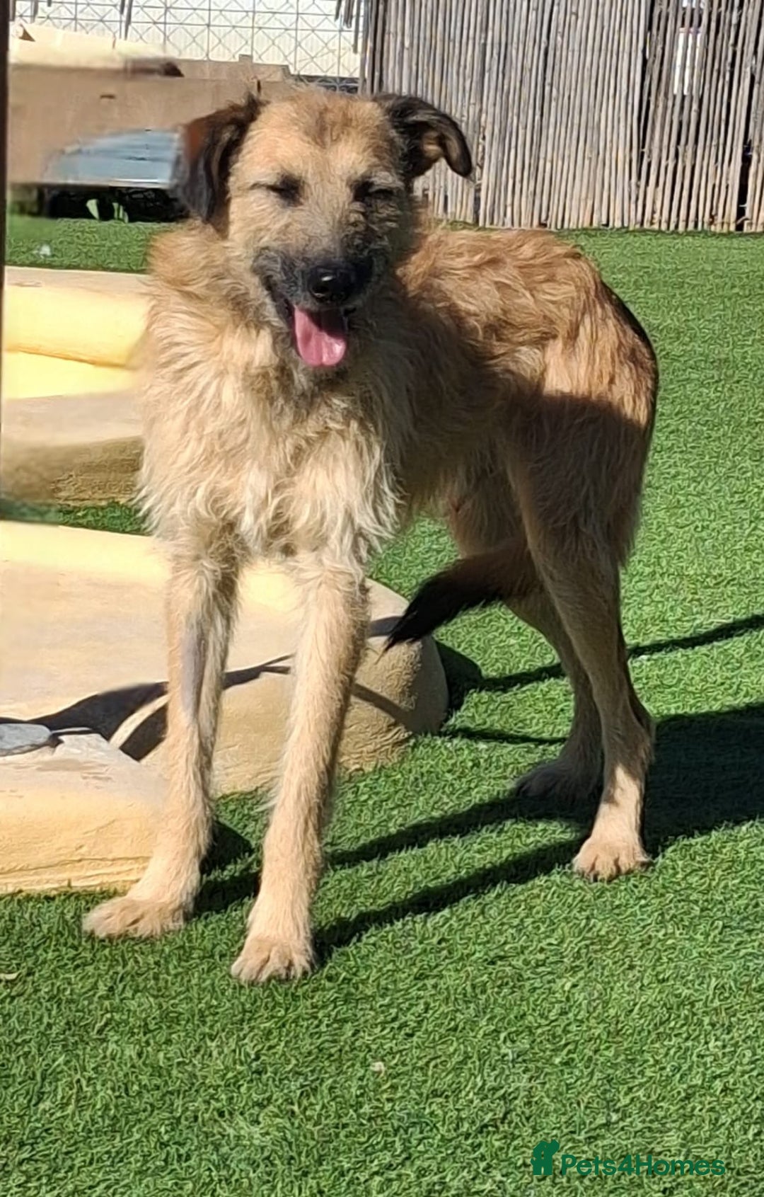 Mixed Breed dogs for adoption: Future Uncertain - Kennel Closed  - Advert 2