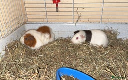 Guinea Pig rodents for sale: Two males  - Image 8