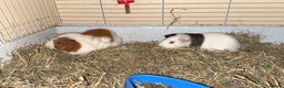 Guinea Pig rodents for sale: Two males  - Advert 8