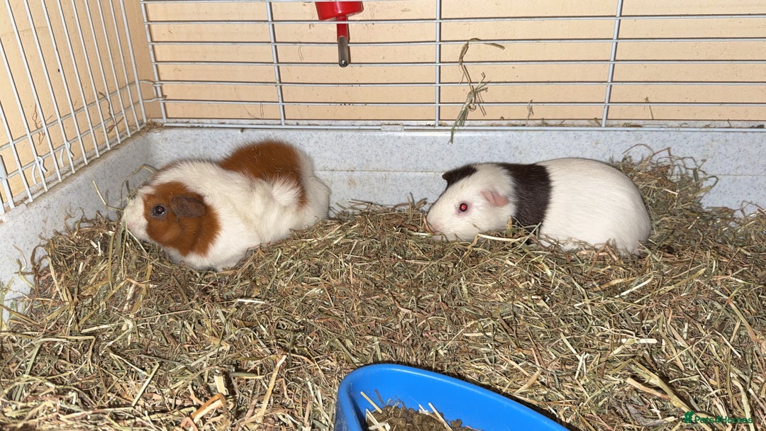 Guinea Pig rodents for sale: Two males  - Image 8