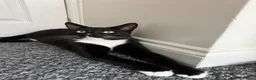 Mixed Breed cats for sale: Stunning Tuxedo Brothers – £400 Each - Advert 3