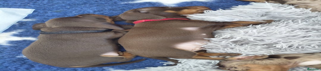 Dachshund Puppy 6