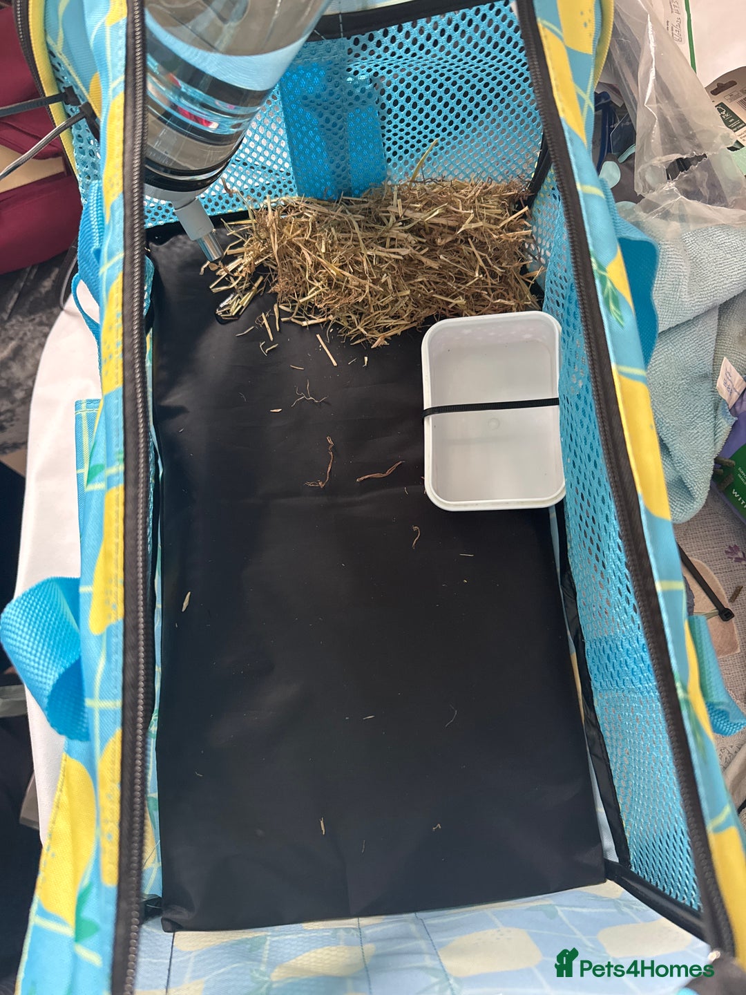 Lionhead rabbits for sale: Lionhead Rabbit with Cage and Accessories - Image 4