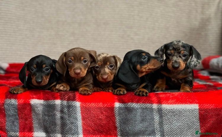 Miniature Dachshund dogs - Advert 2