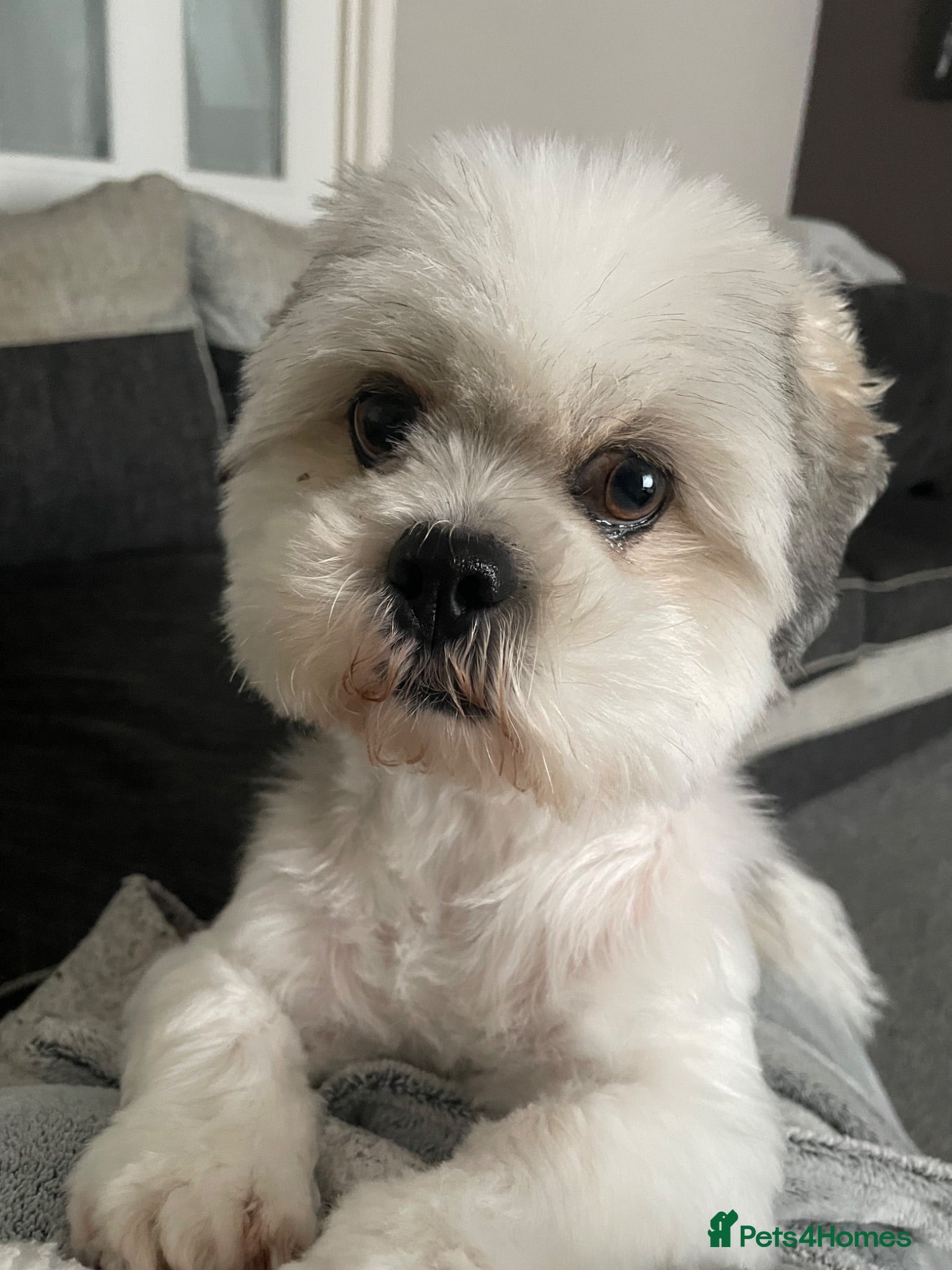 Lhasa Apso dogs Beautiful Lhasa Apso - 6 Years Old - Advert 1