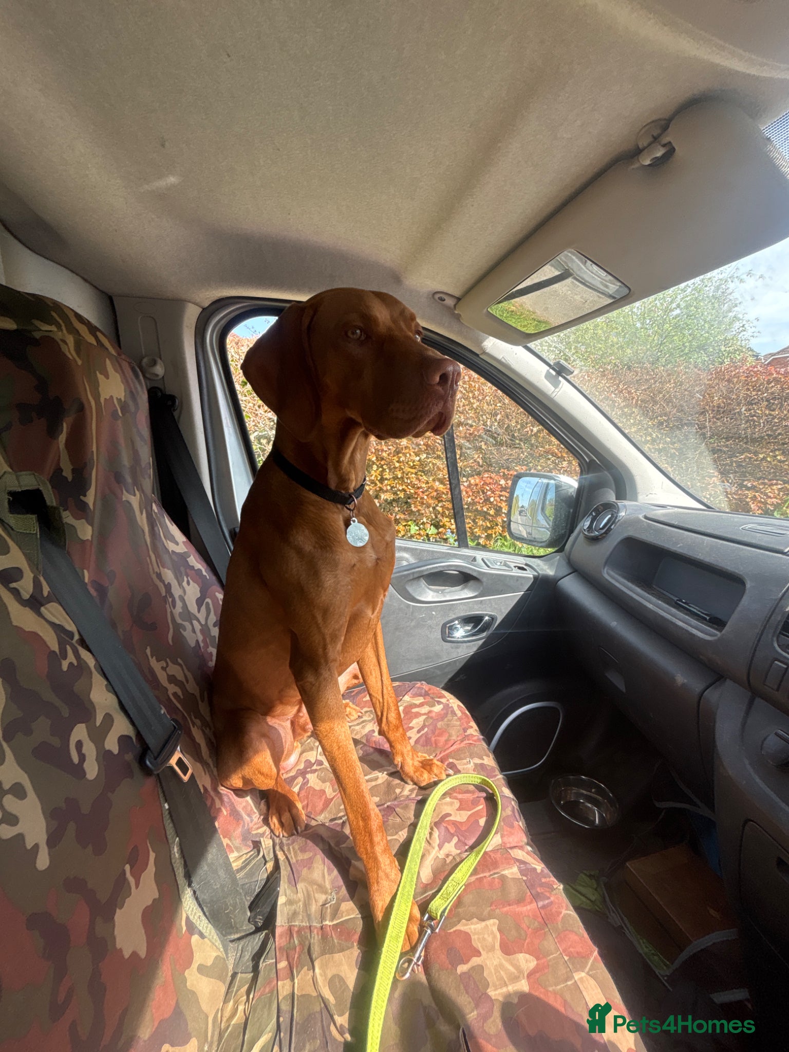 Hungarian Vizsla dogs Nero, 1 year 2 month old Hungarian Viszla male - Advert 13